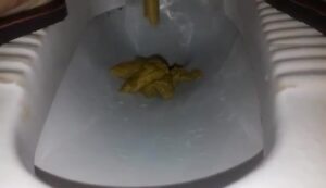 Free Scat Porn