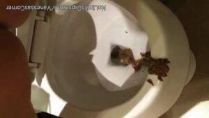 Free Scat Porn
