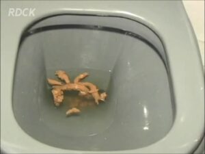 Free Scat Porn