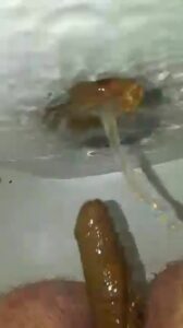 Free Scat Porn