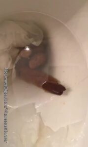 Free Scat Porn