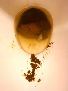 Free Scat Porn