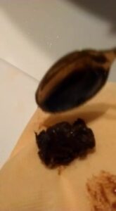 Free Scat Porn