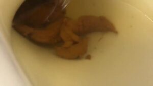 Free Scat Porn