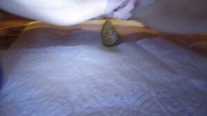 Free Scat Porn