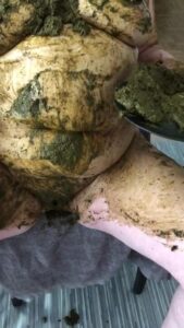 Free Scat Porn