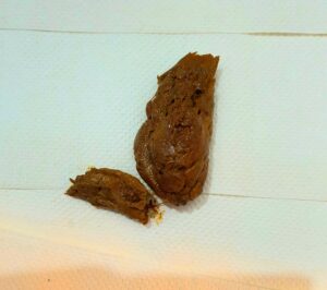 Free Scat Porn