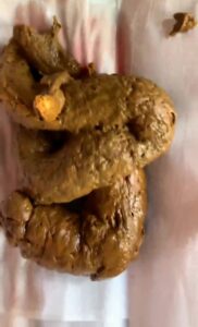Free Scat Porn