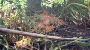 Free Scat Porn