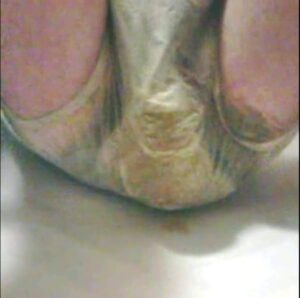 Free Scat Porn