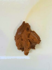 Free Scat Porn