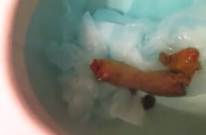 Free Scat Porn