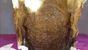 Free Scat Porn