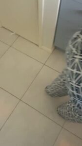Free Scat Porn