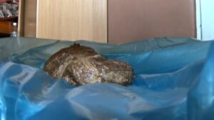 Free Scat Porn