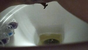 Free Scat Porn