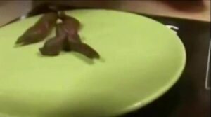 Free Scat Porn