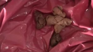 Free Scat Porn