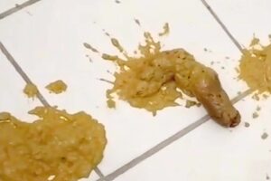 Free Scat Porn