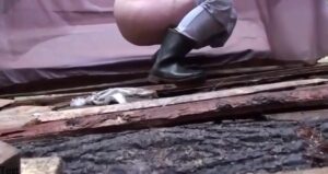 Free Scat Porn