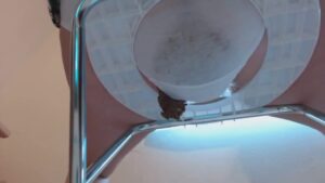 Free Scat Porn