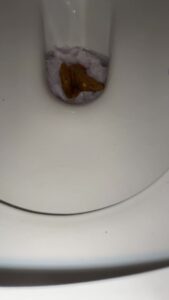 Free Scat Porn