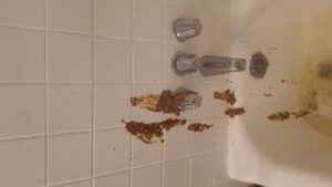 Free Scat Porn