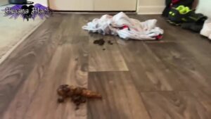 Free Scat Porn