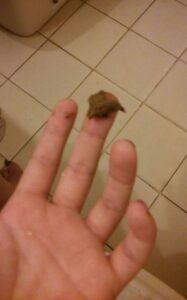 Free Scat Porn