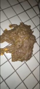 Free Scat Porn