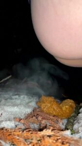 Free Scat Porn