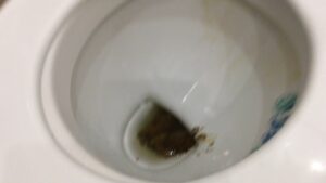 Free Scat Porn