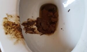 Free Scat Porn