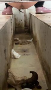 Free Scat Porn