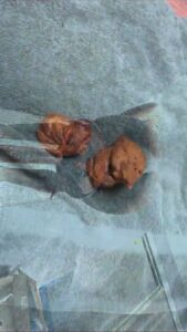 Free Scat Porn