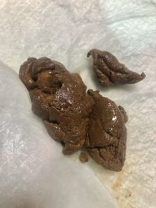 Free Scat Porn