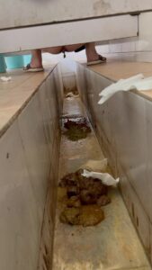 Free Scat Porn