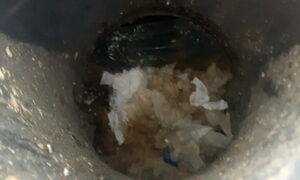 Free Scat Porn