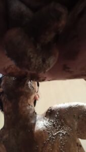 Free Scat Porn