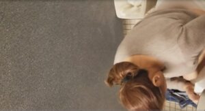 Free Scat Porn