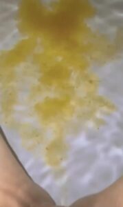 Free Scat Porn