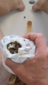 Free Scat Porn