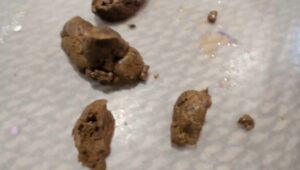 Free Scat Porn