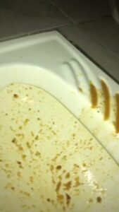 Free Scat Porn