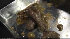 Free Scat Porn
