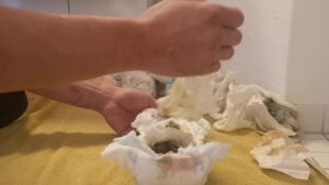 Free Scat Porn