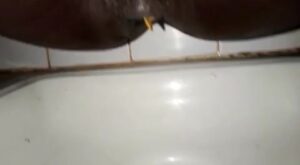 Free Scat Porn