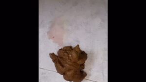 Free Scat Porn