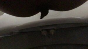 Free Scat Porn