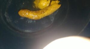 Free Scat Porn